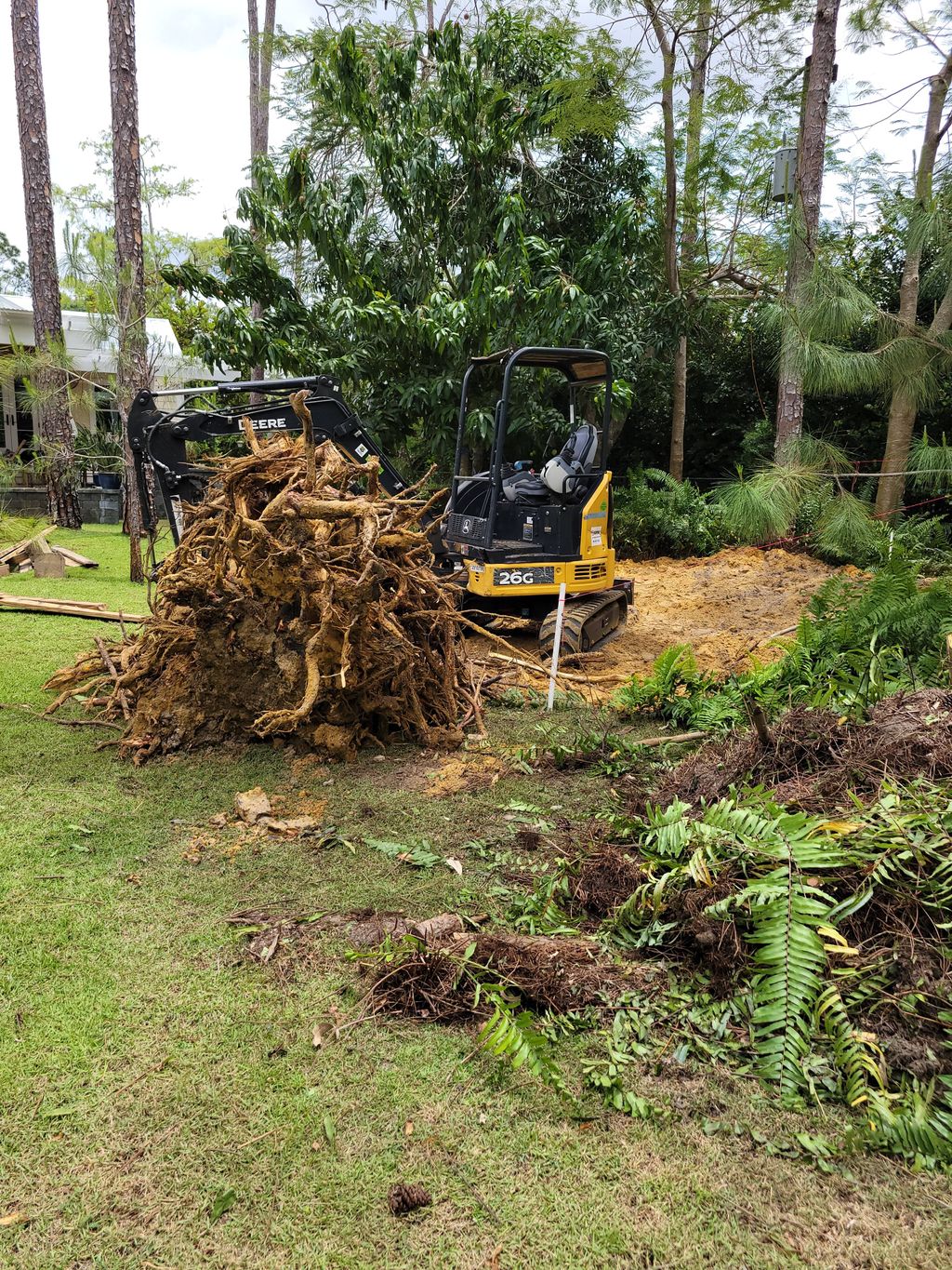 remove pine tree stump