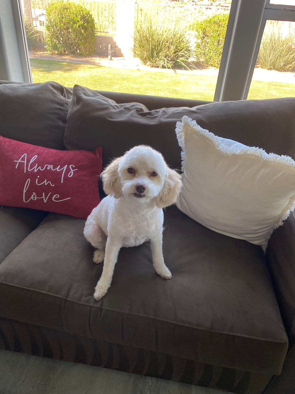 Customer photos