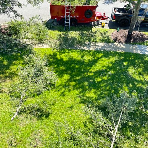 Tree Trimming and Removal