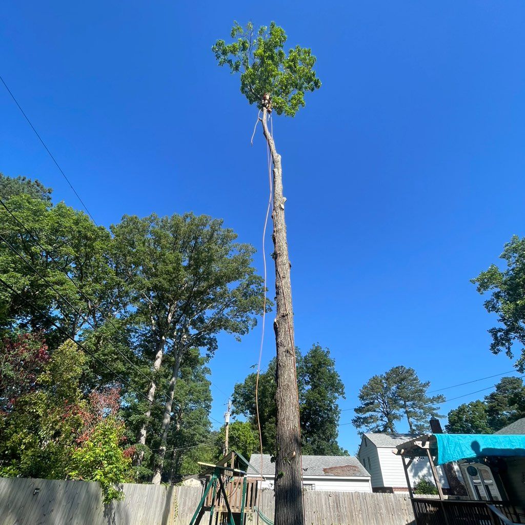 Murillo’s Tree Service Llc Henrico, VA Thumbtack