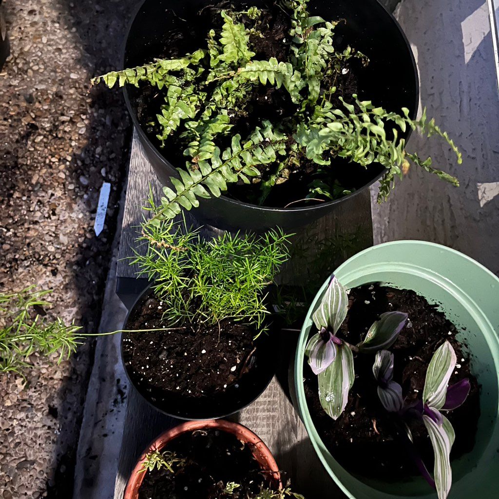 Homestead Gardening