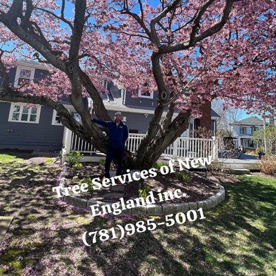 Avatar for Tree Services of New England