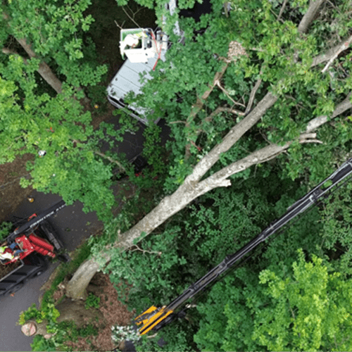 Tree Trimming and Removal