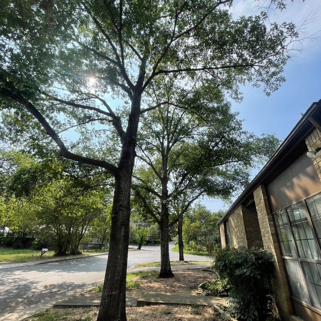Trimmier LLC
