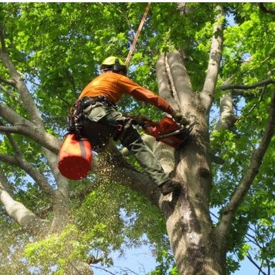 Avatar for Top Tree Service