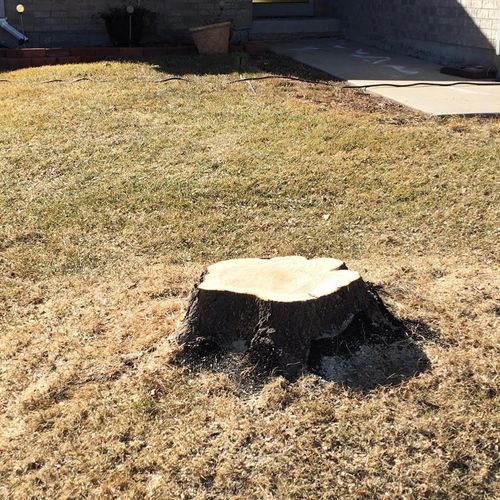 I have been using Texas Tree Stumps for years! The