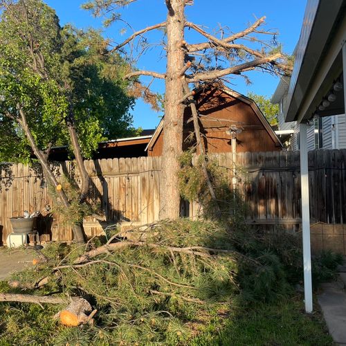 Tree Trimming and Removal