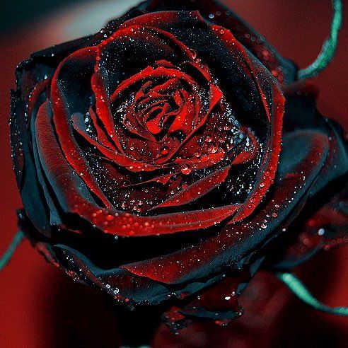 Black Rose Enterprise