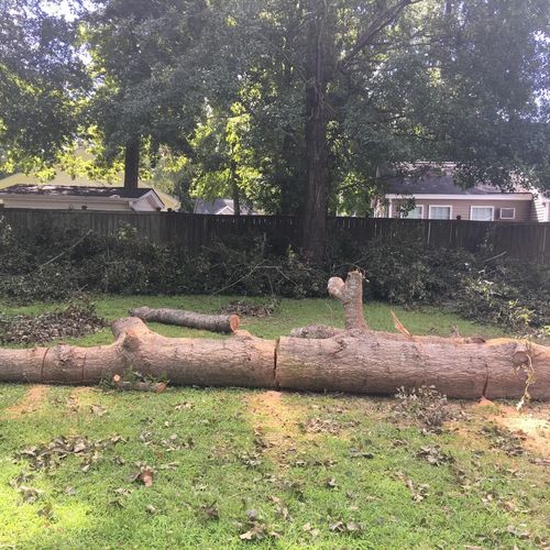 Tree Trimming and Removal