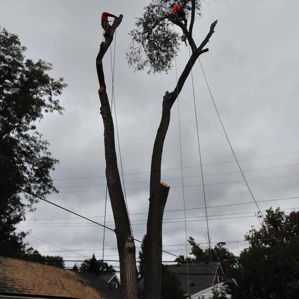 Mr Maple Tree Service : JOSE BERRIOS