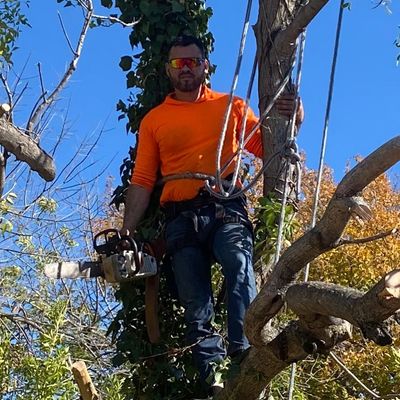 Avatar for All metroplex Tree service