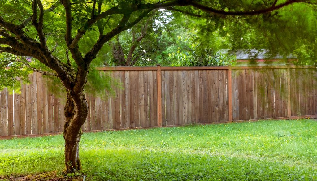 small Japanese maple tree in yard