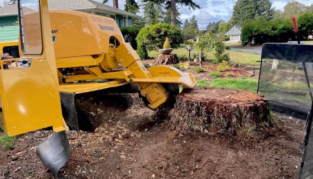 stump grinding a large tree
