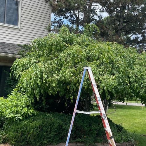 Tree Trimming and Removal