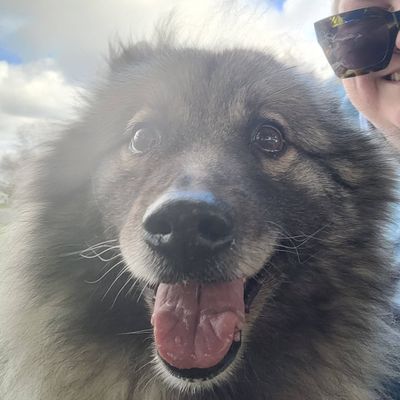 Avatar for Bernie's Pet Care Services