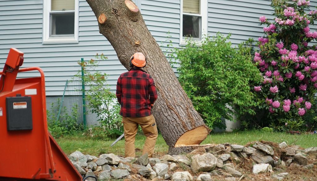 professional tree removal services working on a tree