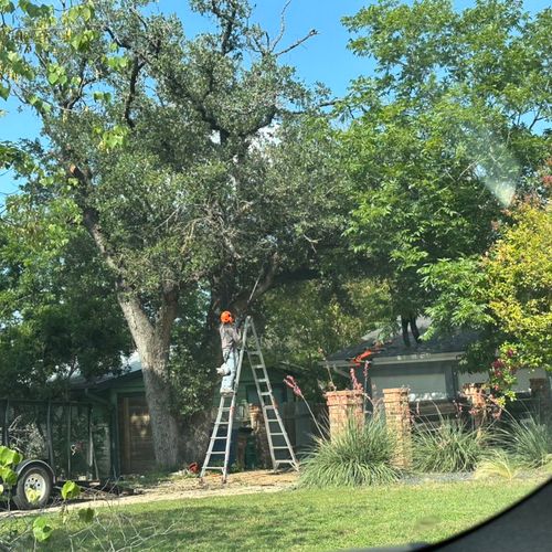 Tree Trimming and Removal