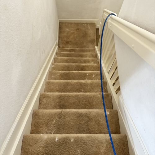 Carpet Cleaning