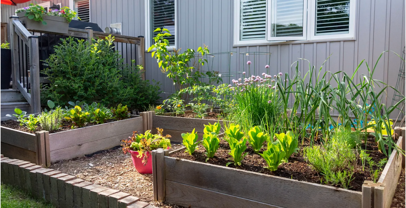 garden in backyard