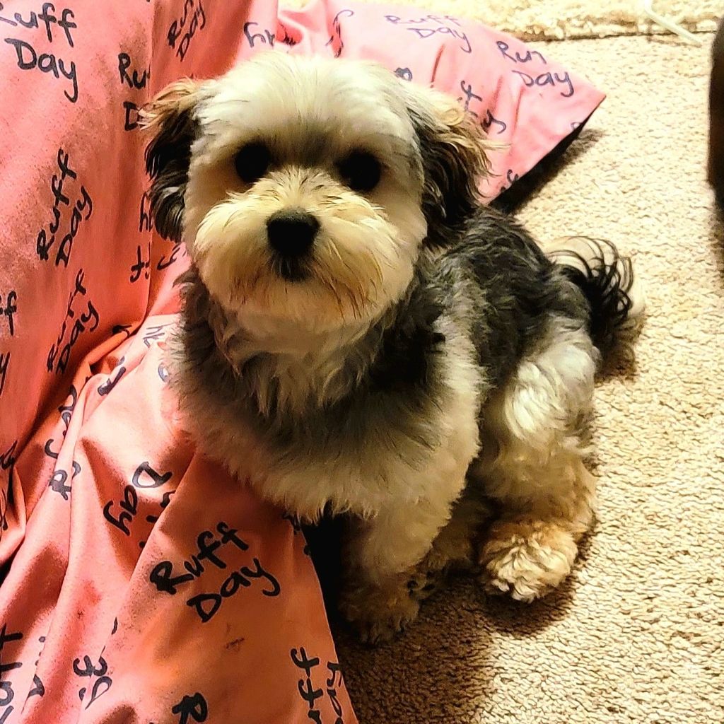 Kimberly's Pampered Pets