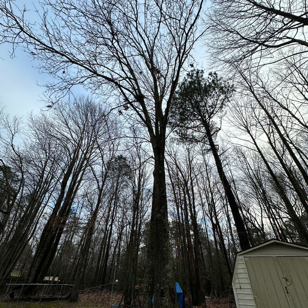 Delmarva Land and Tree