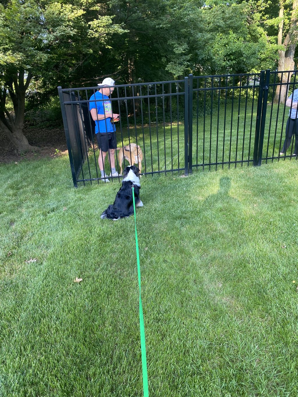 Dog Training