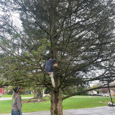 Avatar for C&P Tree service