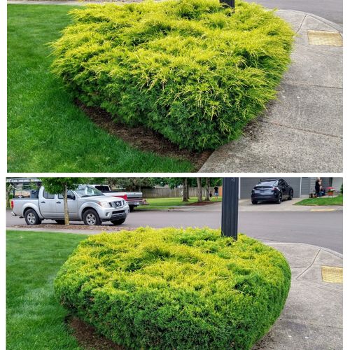 Before and After of basic hedging for aesthetics a