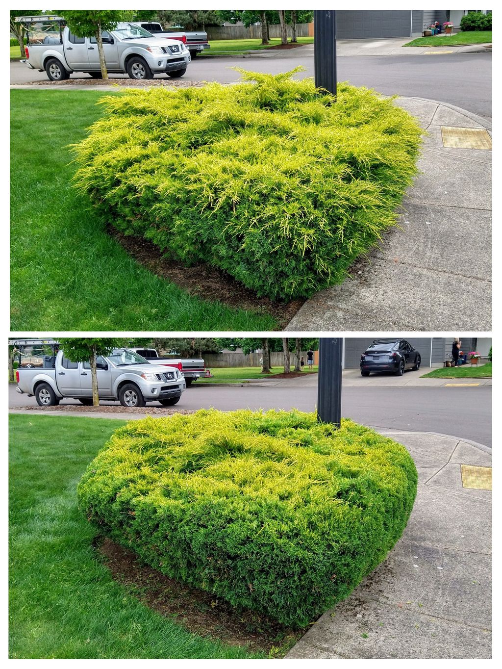 Before and After of basic hedging for aesthetics a