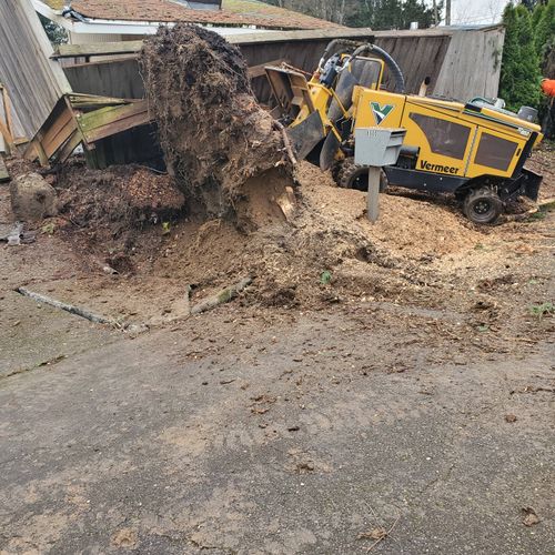 Large Stump Grinding (myrtle of the project) 