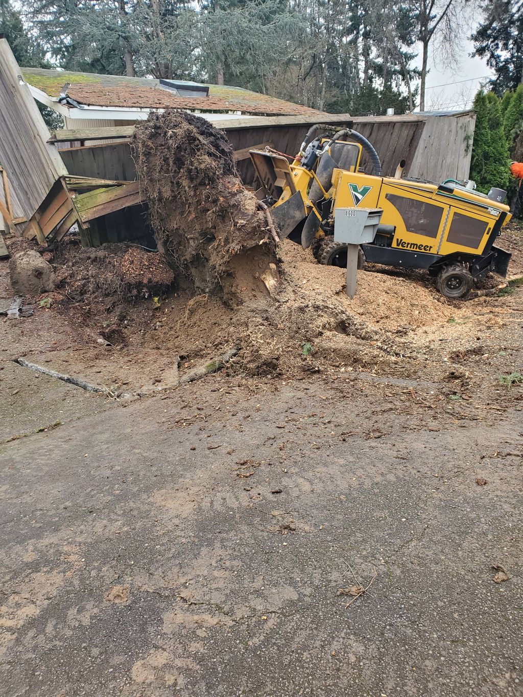 Large Stump Grinding (myrtle of the project) 