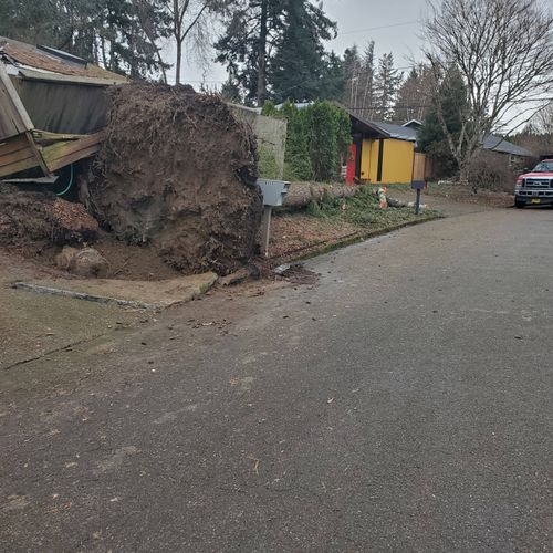 Large Stump Grinding (before the work begins) 