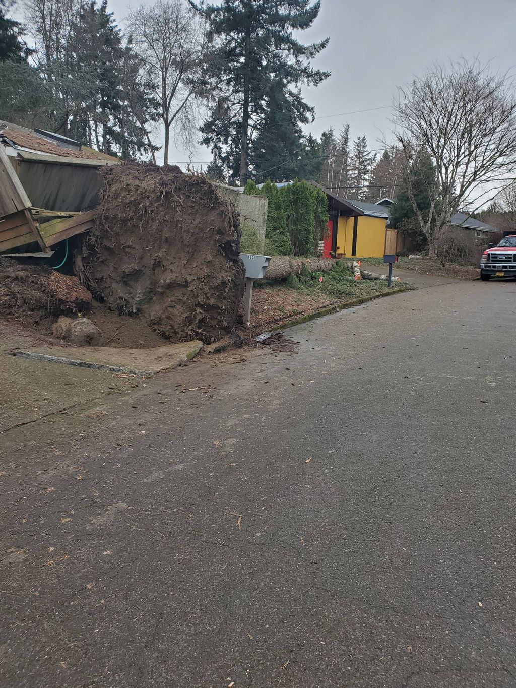 Large Stump Grinding (before the work begins) 