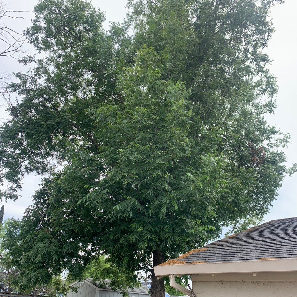 VR Lawn Service & tree service