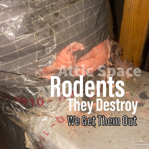 Rodent and Animal Removal
