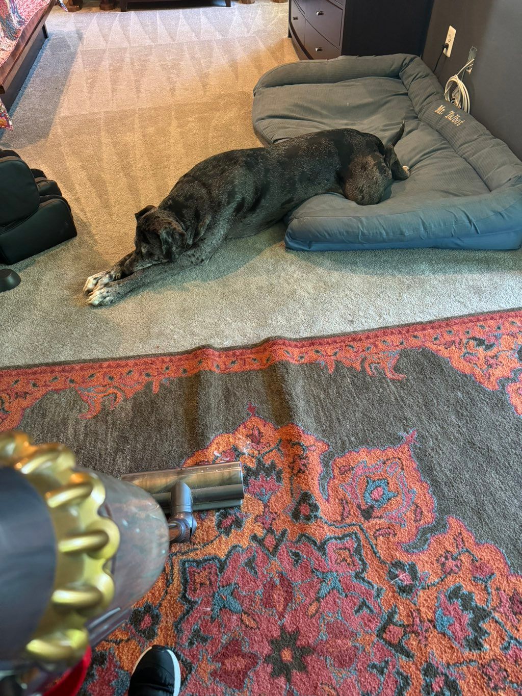 Clean room! Happy Pup 🐶 Our furry friend loves the