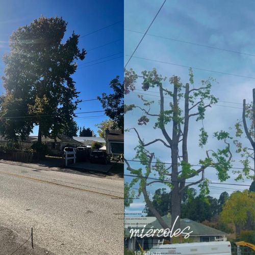 Tree Trimming and Removal