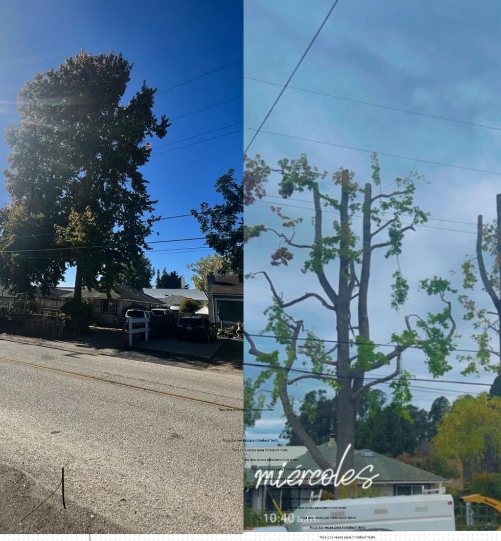 Tree Trimming and Removal