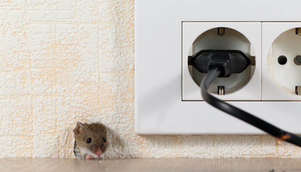 mouse in house that requires pest control and exterminator services