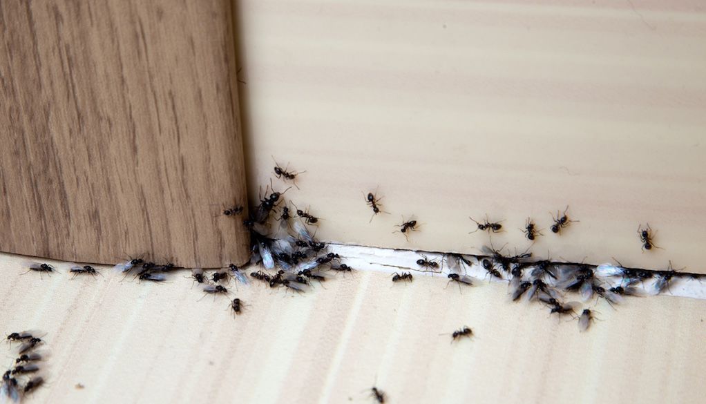 severe ant infestation that requires pest control services