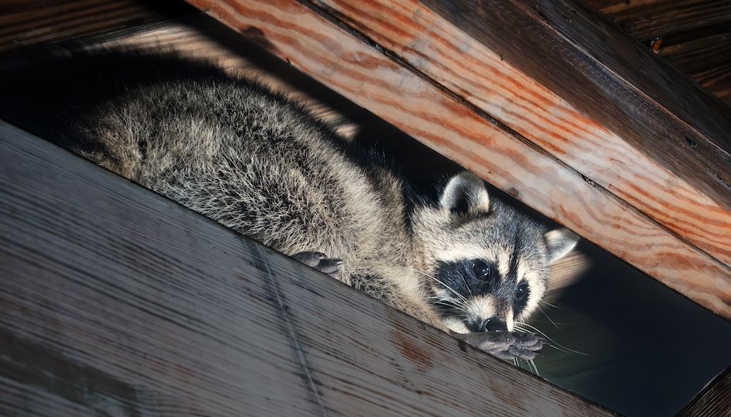 raccoon stuck in home attic