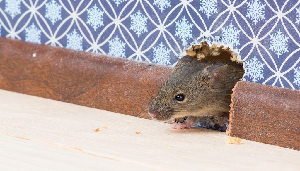 mouse in hole in wall inside home