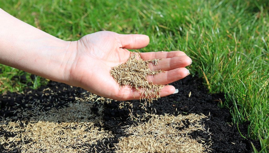 laying grass seed by hand