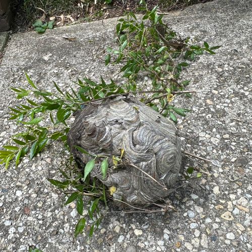 Massive wasps nest removed 