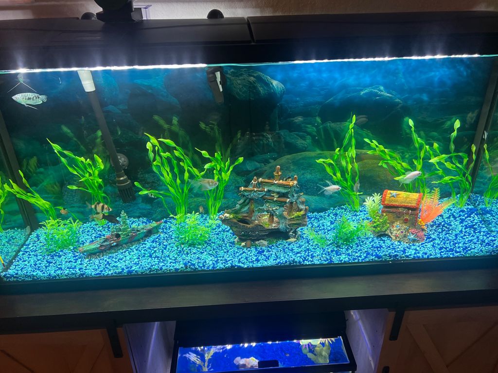 Customer photos