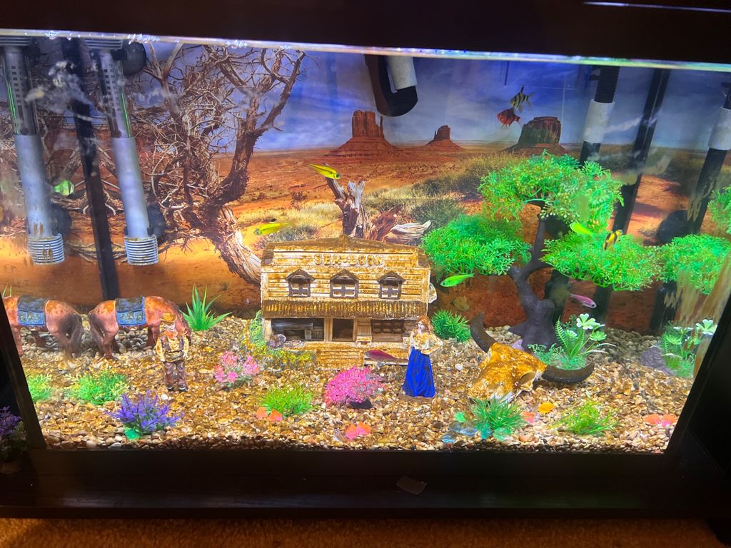 Customer photos