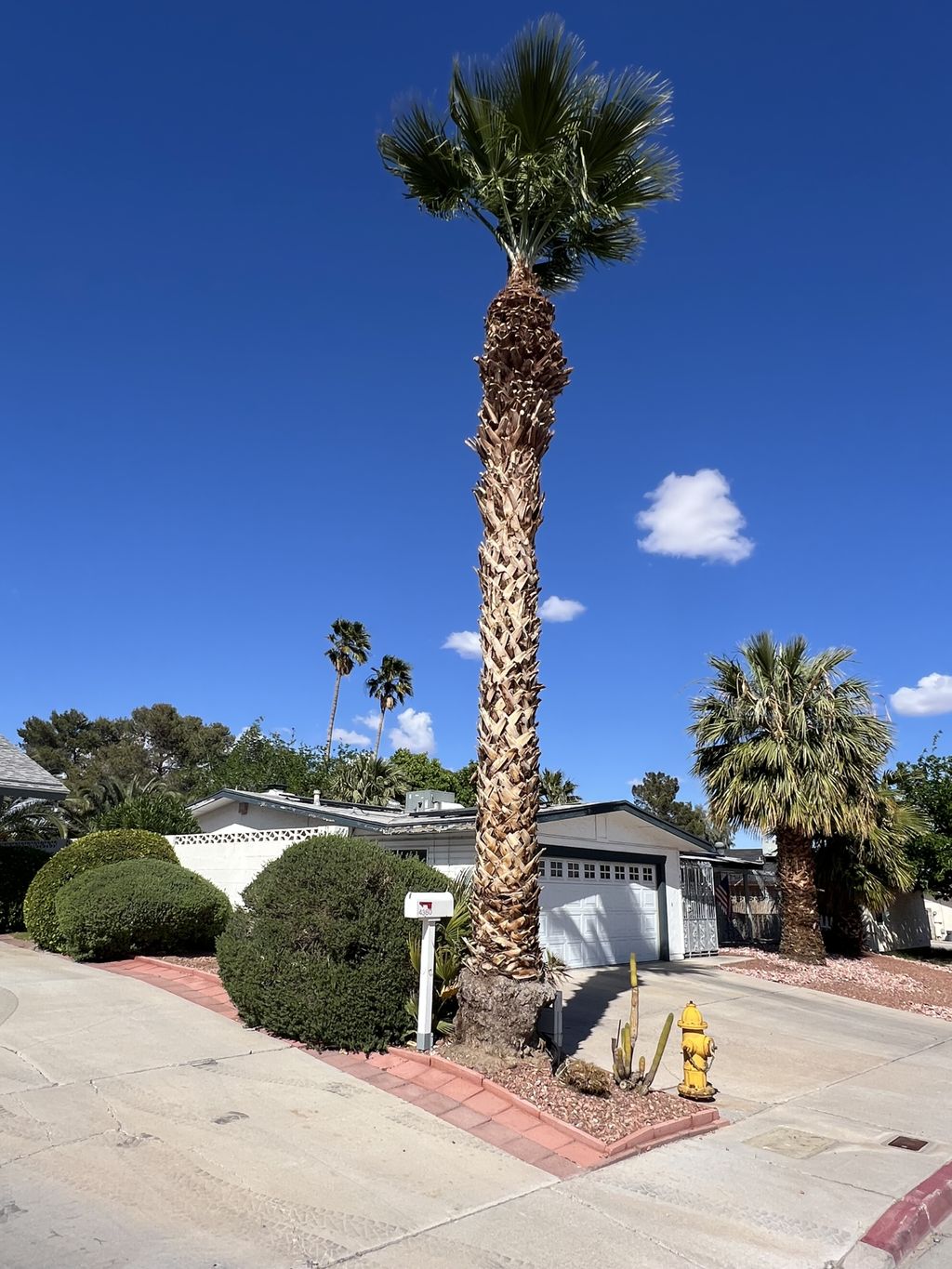 Tree Trimming and Removal