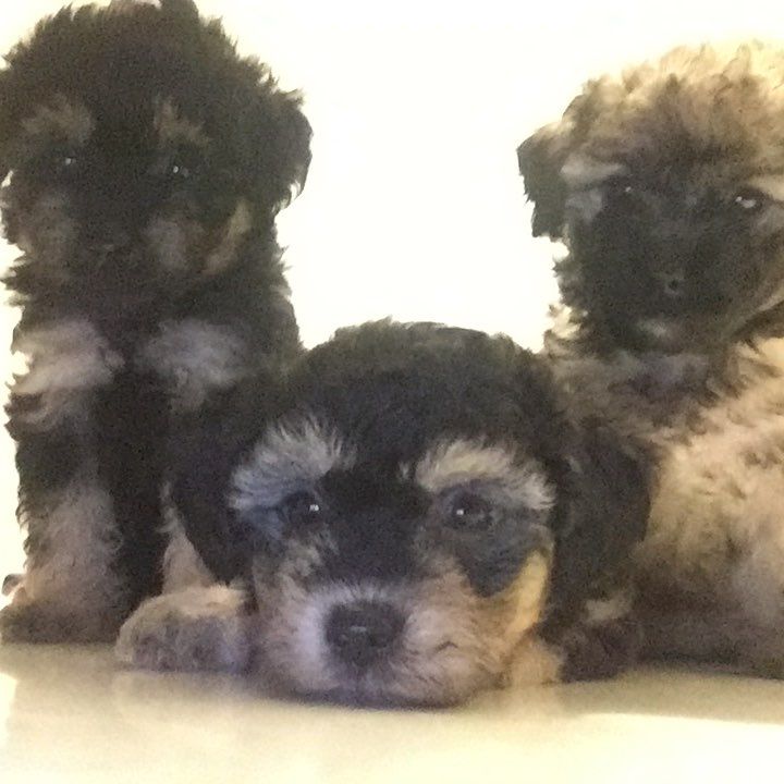Lisal3epupsllc