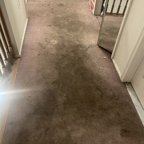 Carpet Cleaning