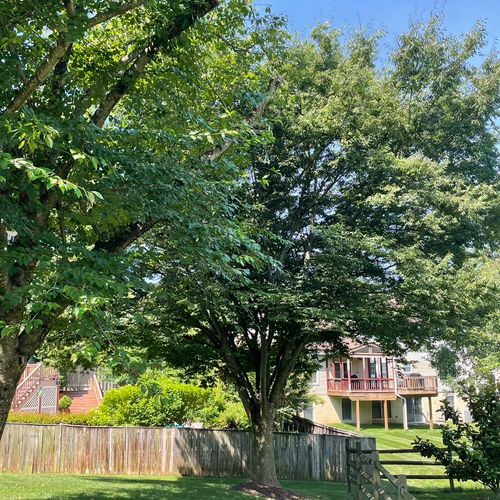 The team did great work on trimming back branches 